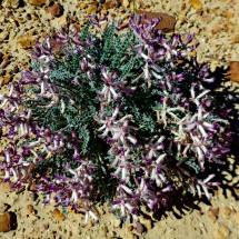 Purple flowers on the Pueblo Alto trail